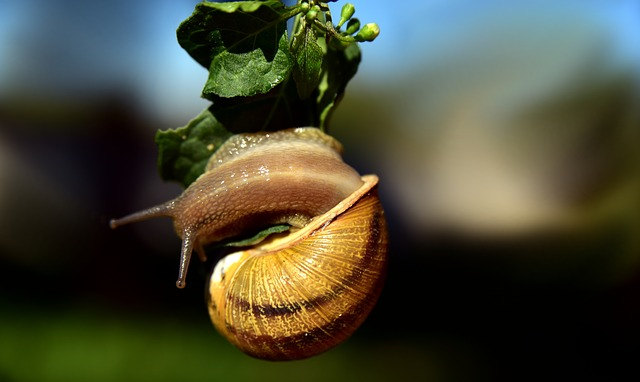 Como limpiar caracoles de campo