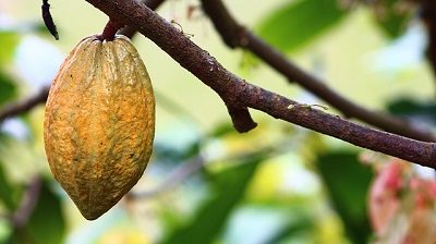 Planta Cacao