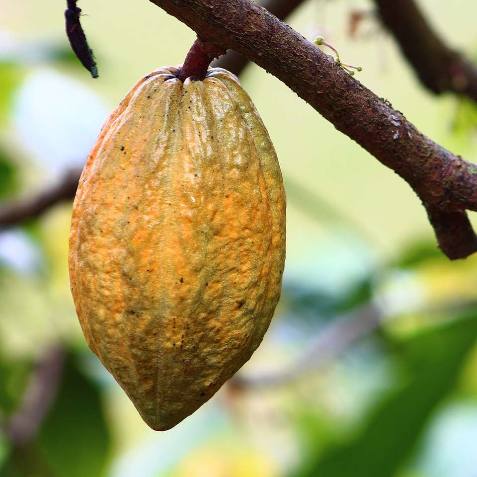 Oriehn e historia del chocolate y el cacao